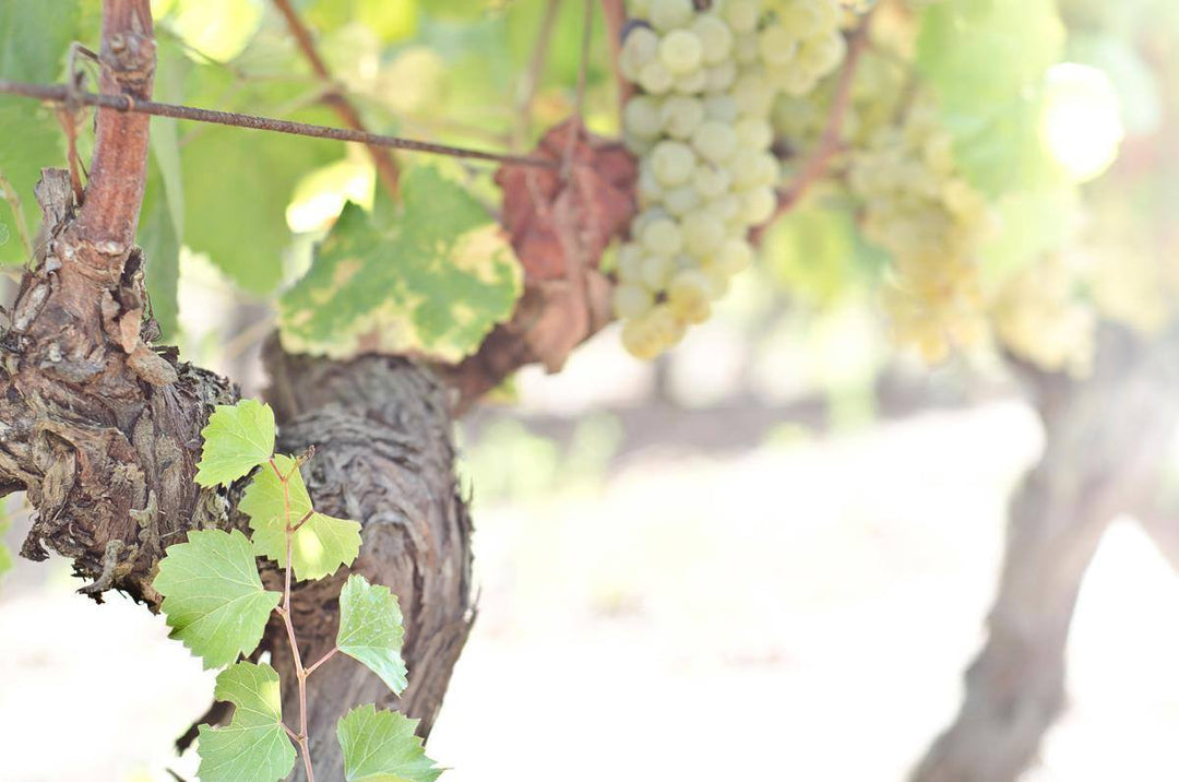 Vermentino di Sardegna: the Italian white wine Sydney should be drinking