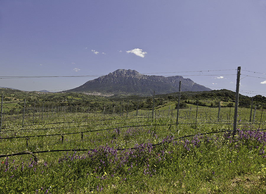 Italian wine gabbas