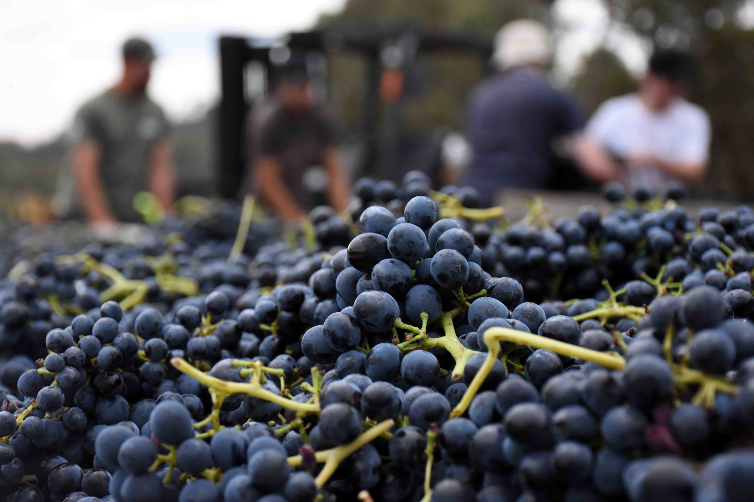 Australian Wine